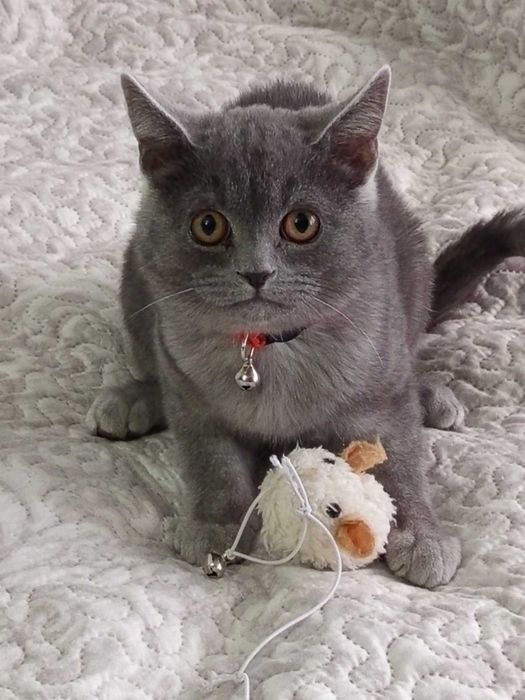 Шотландски котета момчета