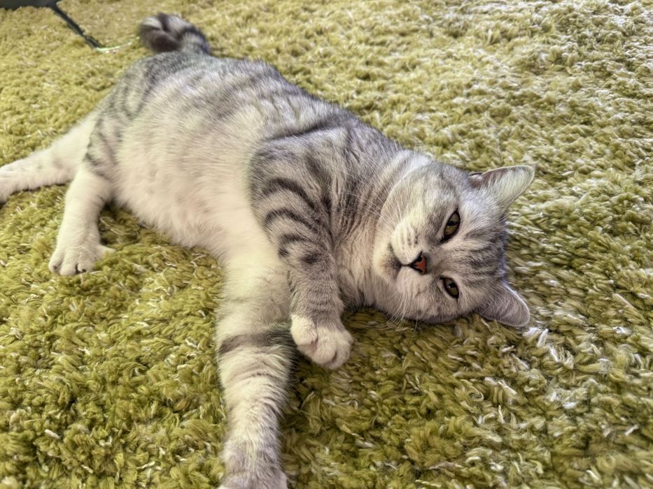 Котята, британцы