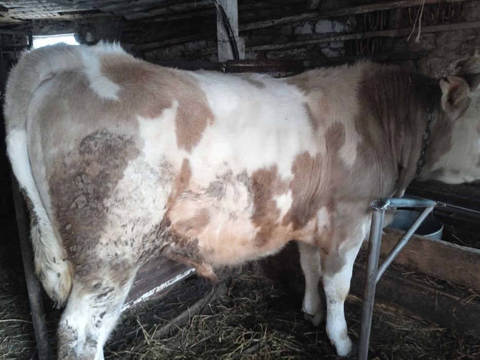 Продам Быков с Откорма