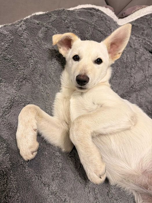 Собачка ( звоночик )