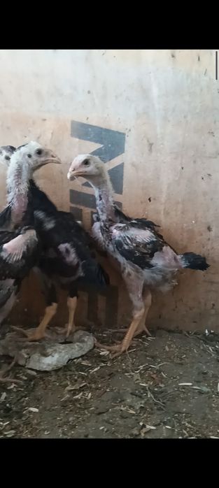 Дакан жужалар сотилади.