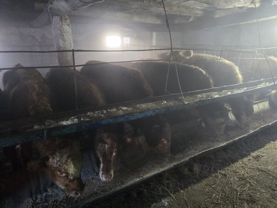 14 бас үлкен еркек торпақтар сатылады,Семей қаласы,Абай ауданы,Көкбай