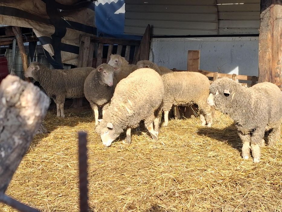 Vând 6 Miele mai multe detalii la telefon