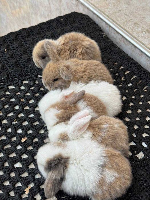 Quyon, Кроллик,Rebbit