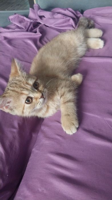 Продам котенка девочку