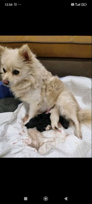 Продавам мини шпицове