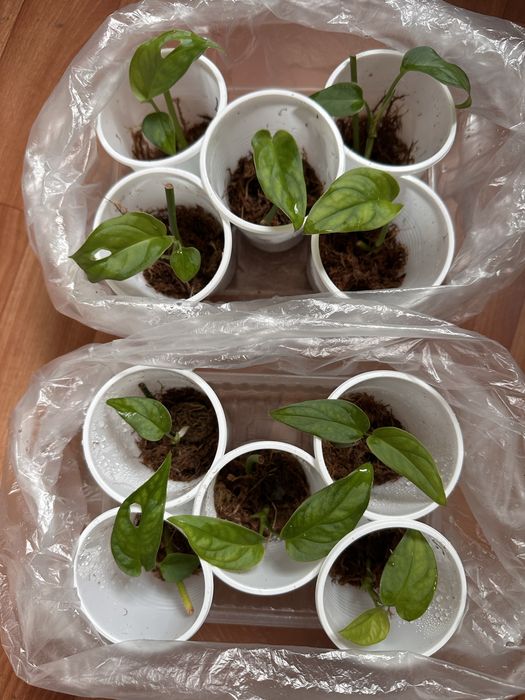 Монстера Эскелетто черенки