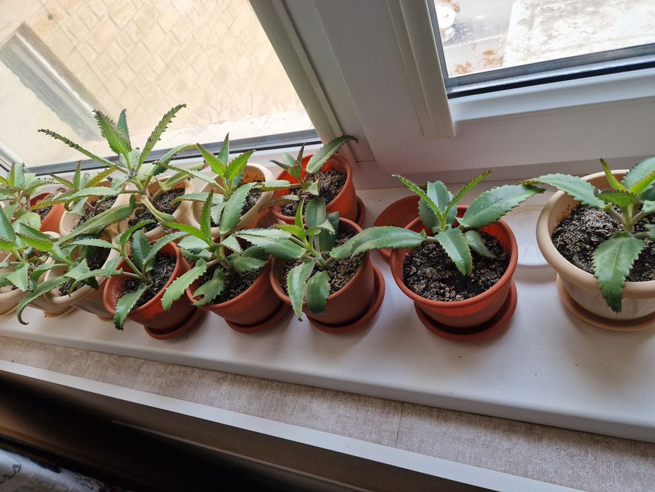 Каланхое лечебное