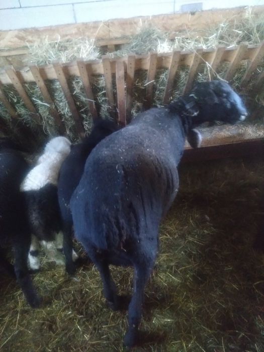 Berbec pentru sacrificare