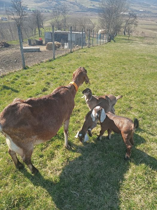 Vând Tapisori Anglo Nubian
