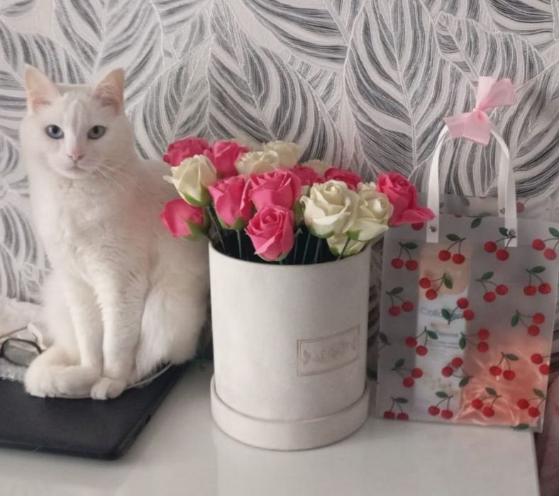 Отдадим кошку, стерилизована