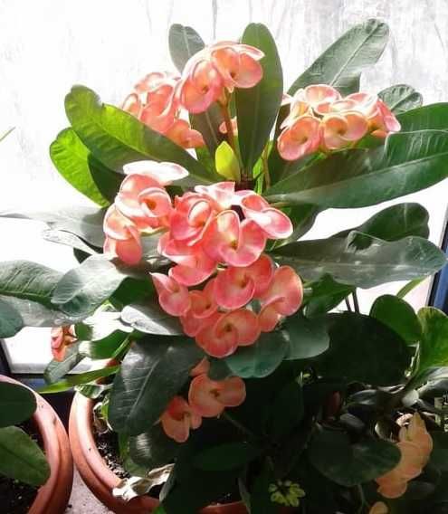 Эуфорбия (Молочай Милли)