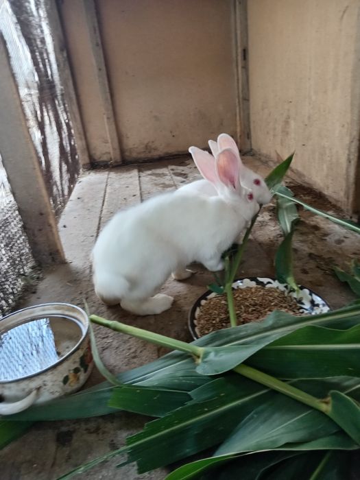 Quyonlar sotiladi srochniy