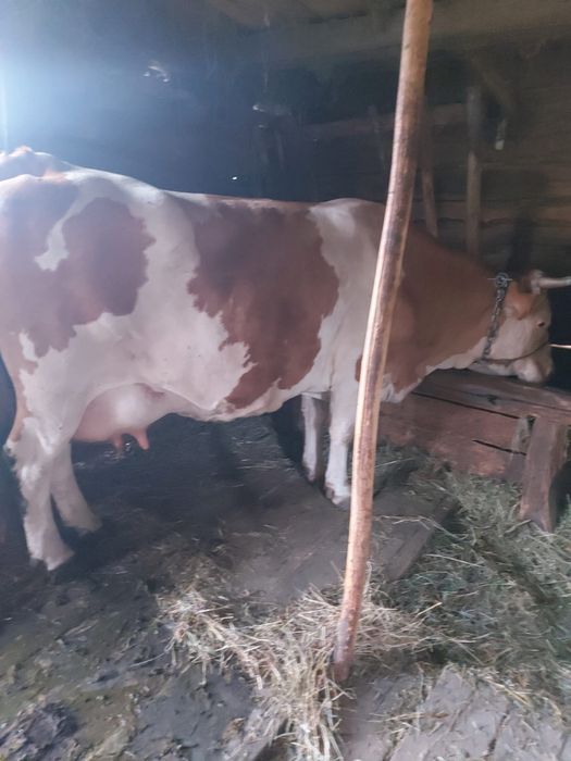 Vacă baltata românească