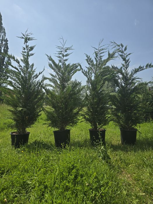 Măslin brad prunus