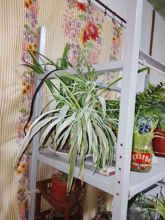 Чиройли хонаки гуллар