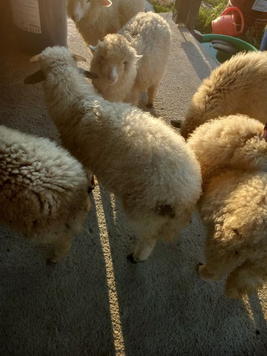 Vand i Miei românești