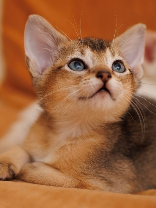 Котята Чаузи  чистые линии SBT