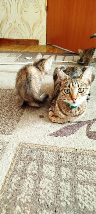 Отдам котят в добрые руки