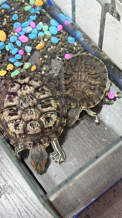 Черепахи красноухие 2 штуки