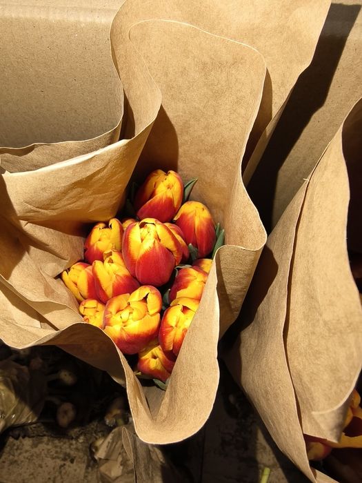 тюльпаны акция! От 140 до 400тг