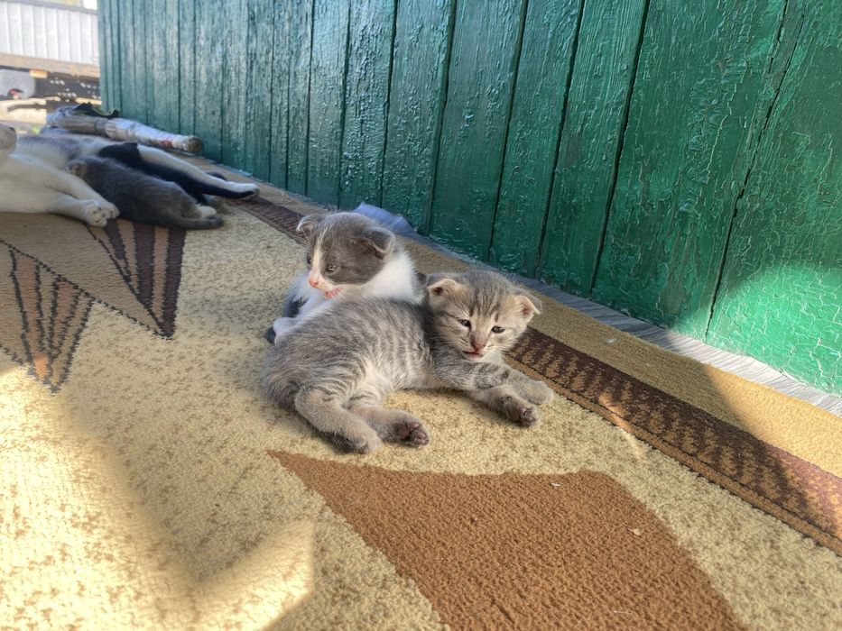 Вислоухие котята