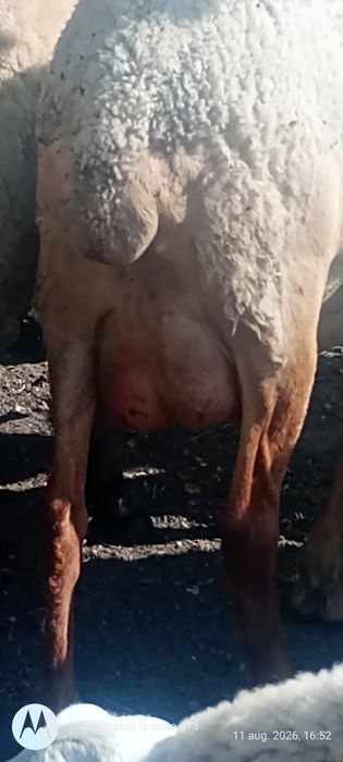 Vând oi de carne și lapte