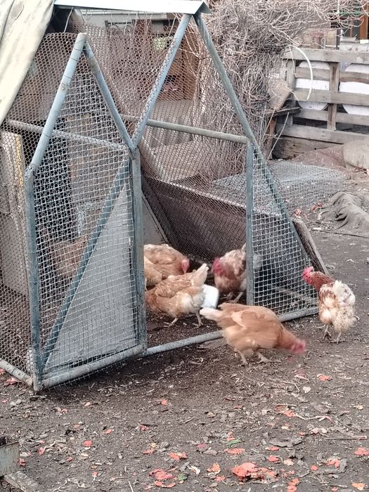 Продам домашные куры