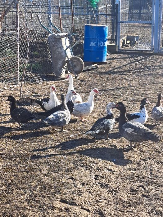 Vând ouă de Rată leseasca