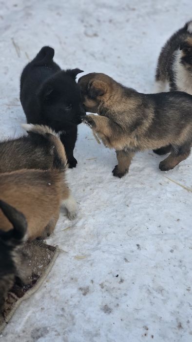 Отдам щенка в добрые руки
