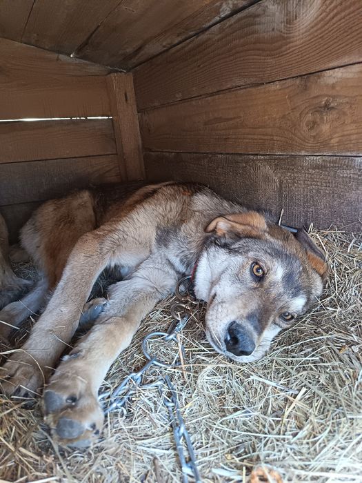 Отдам в добрые руки