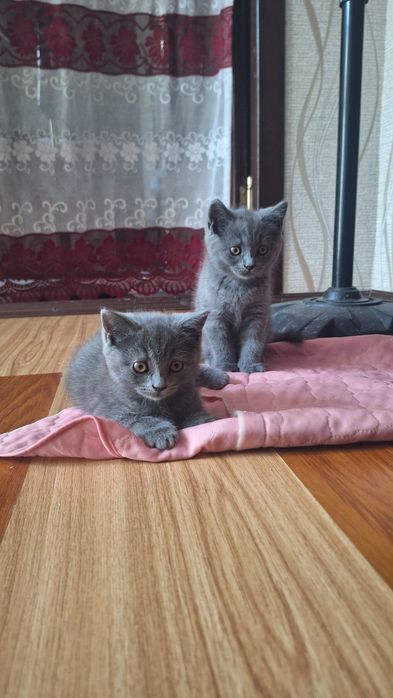 Котята кошка кошечка Mushuk