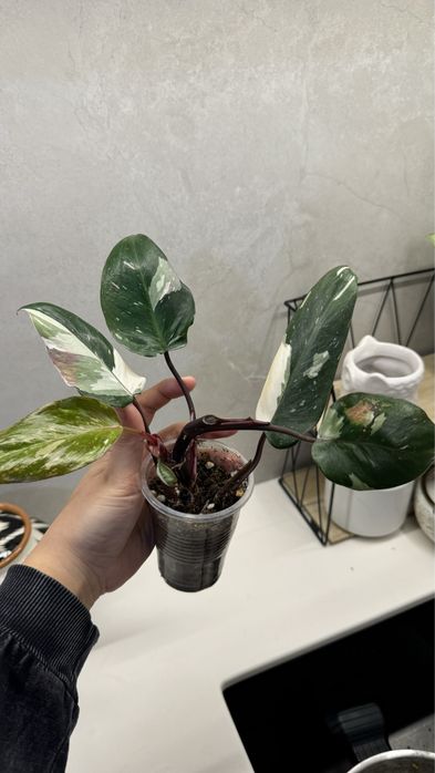 Комнатные растения(филодендрон White Wizard)