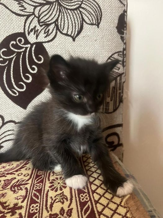 Отдам котят в добрые руки