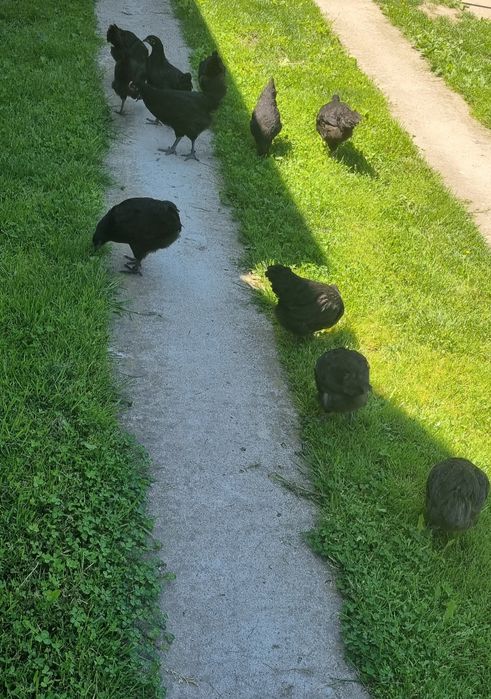 Pui de Australorp