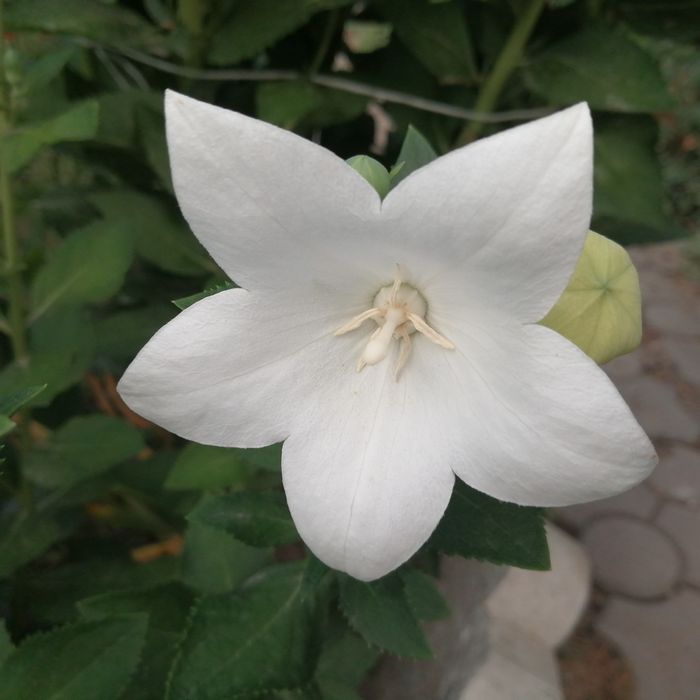 Продам садовые цветы