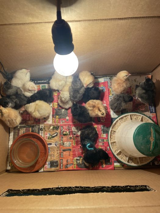 Малки пиленца от свободни селски кокошки