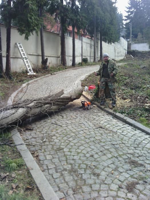 Резитба на големи дървета
