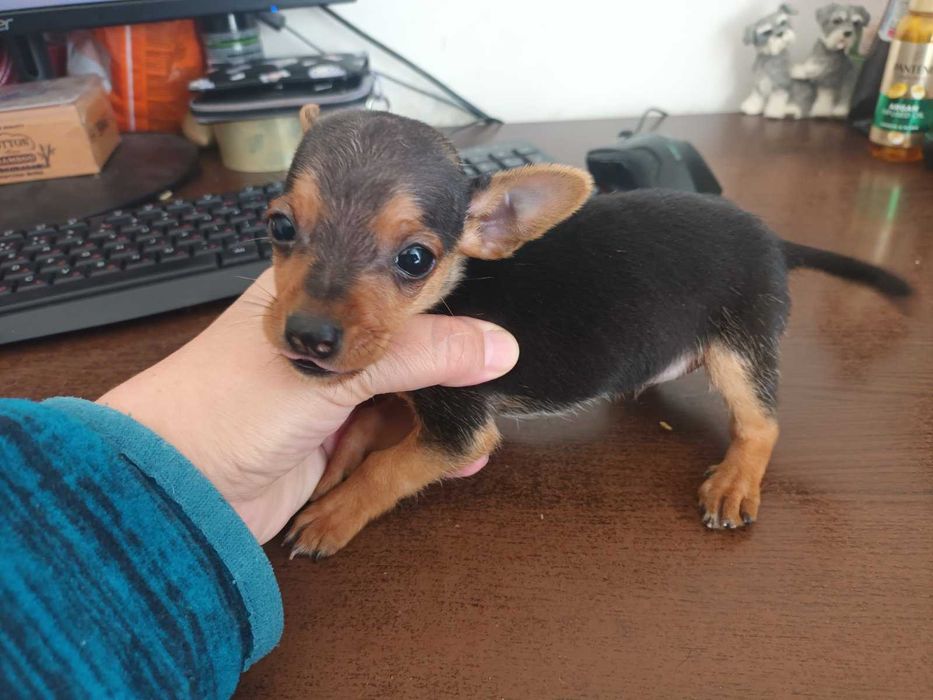 Мъжки мини пинчер