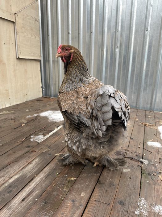 Брама Петух и Курица