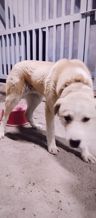 Ұрғашы жасқа толмаған