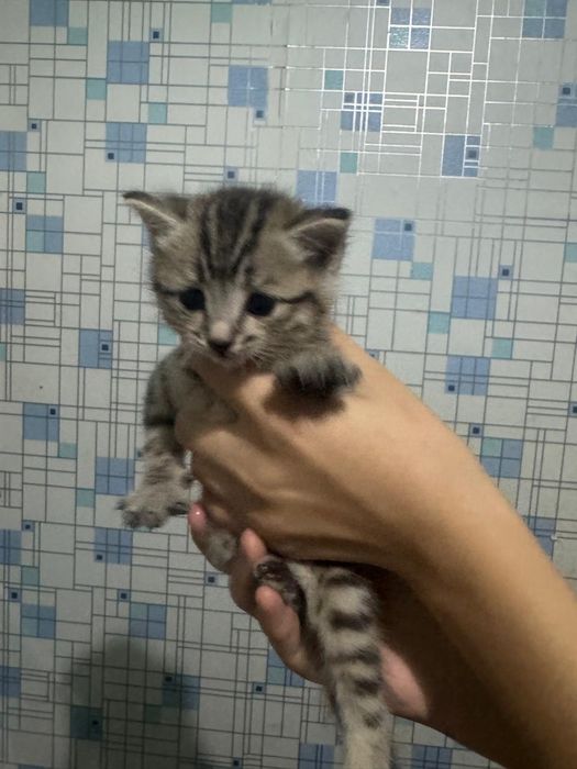 Отдам котёнка в хорошие руки,  пол девочка