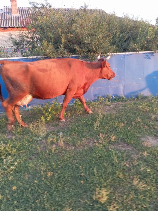 Продам двух дойных коров