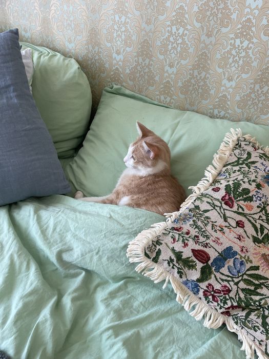 Отдам кота в добрые руки
