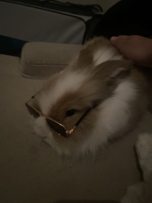 Iepure Cap de Leu aprox 1 an