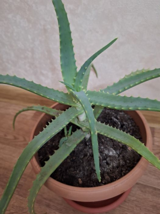 Алоэ - столетник лекарственный