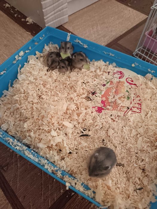 Продам хомяков 1500