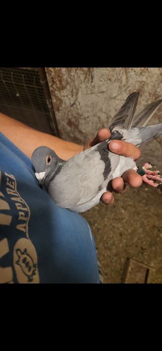 Voiajori de concursuri