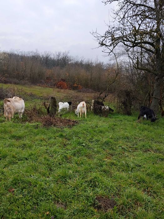 Продавам 4 кози и 3 ярета