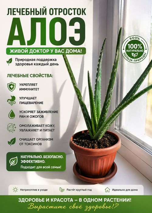 Алое. Лечебный.Сатылады!!Сатам!